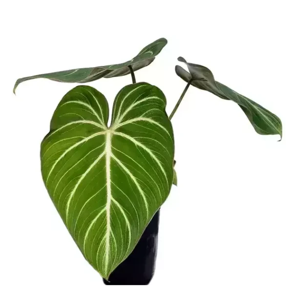 Philodendron Gloriosum Zebra - Rare - Image 3