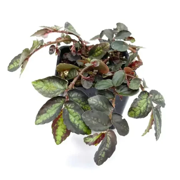 Pellionia repens var. pulchra