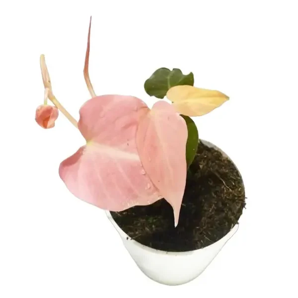Philodendron Mican Pink Variegated - Super Rare - Image 3
