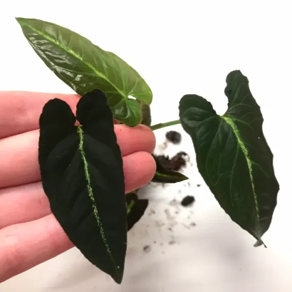 Syngonium Rayii - Rare - Image 2