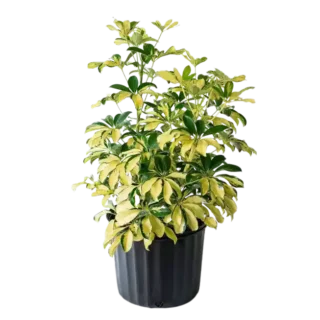 Umbrella / Schefflera Variegated Plant