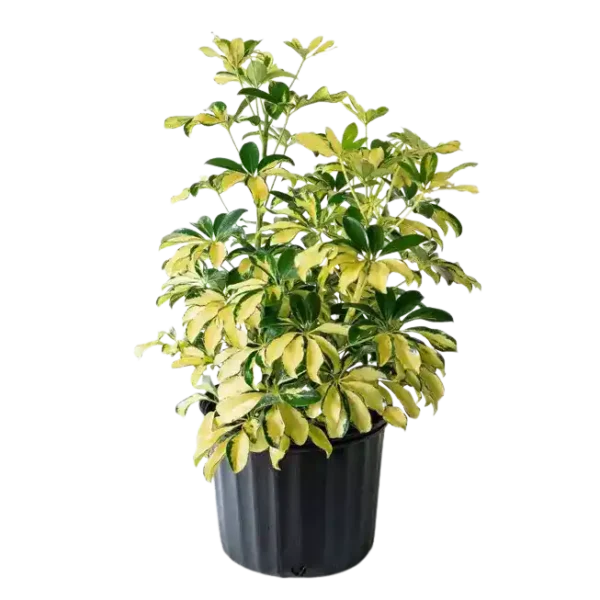 Umbrella / Schefflera Variegated Plant