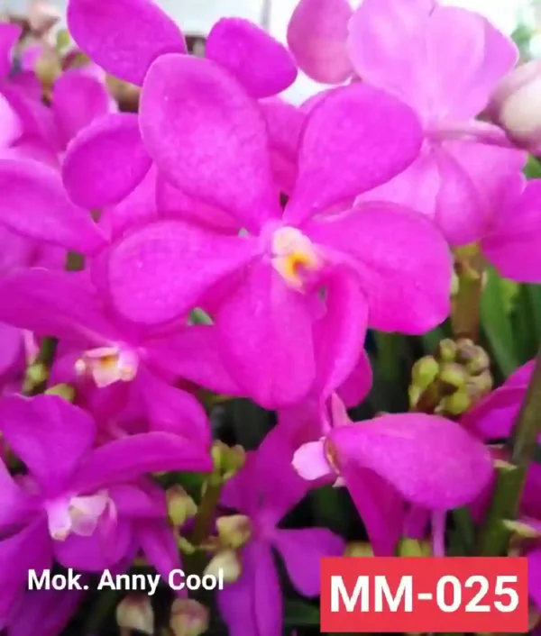 MM-025~Mokara Matured Plant(Anny Cool)