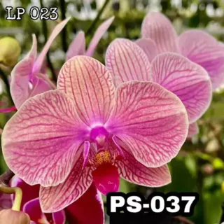 Phalaenopsis Ps-037