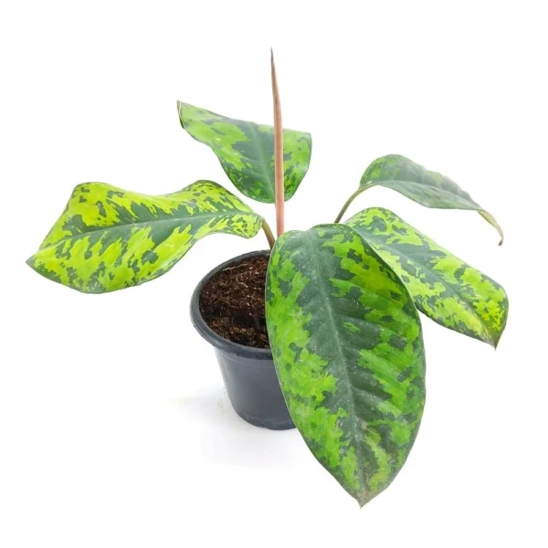 Homalomena Wallisii Camouflage Rare - Image 2