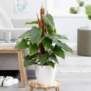 Philodendron Red Emerald