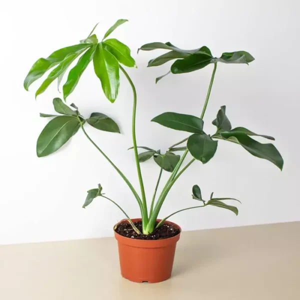 Philodendron Goeldii (Thaumatophyllum spruceanum) - Image 3