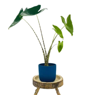 Alocasia Zebrina Elephant Ear