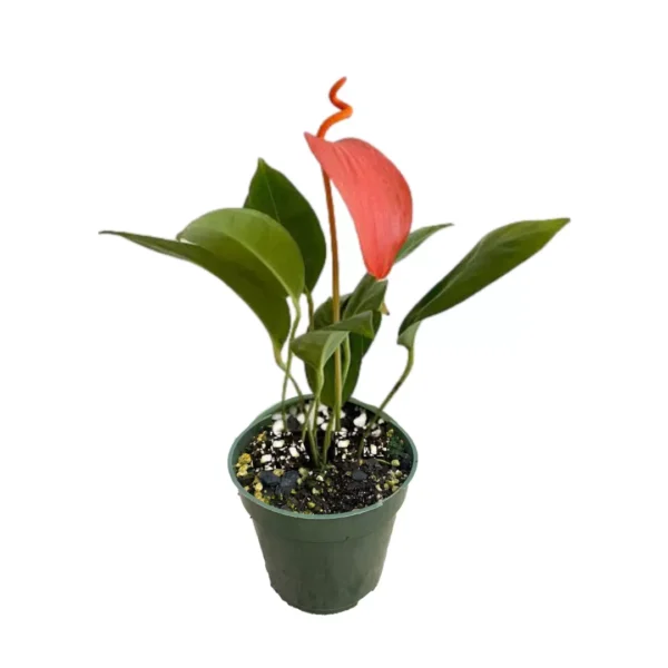 Anthurium Scherzerianum Red - Rare - Image 3