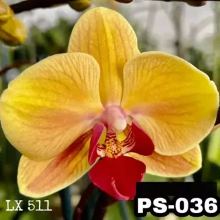 Phalaenopsis Ps-036