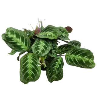 Maranta Leuconeura 'Massangeana' NOID - Black Prayer Plant- Rare