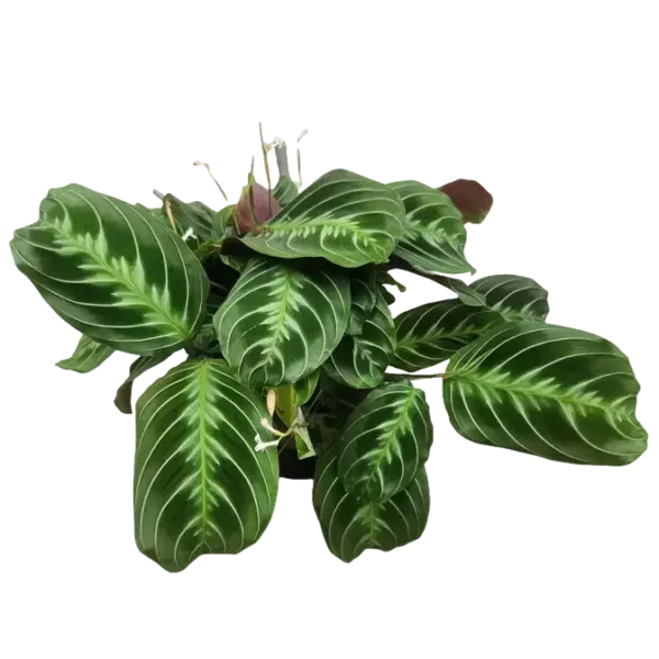 Maranta Leuconeura 'Massangeana' NOID - Black Prayer Plant- Rare