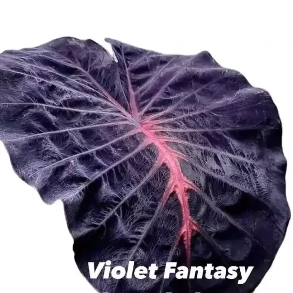 Colocasia Violet Fantasy - Super Rare - Image 2