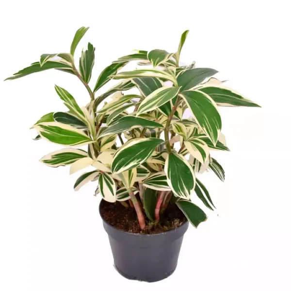 Costus Arabicas Variegata, Variegated Spiral Ginger | Albo
