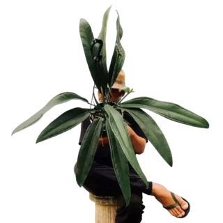 Anthurium Bakeri- Rare