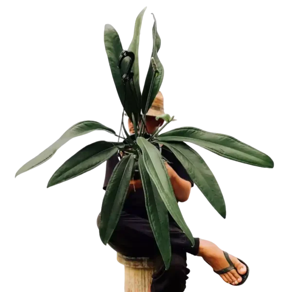 Anthurium Bakeri- Rare