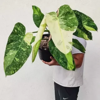 Philodendron Jose Buono- Rare Plant