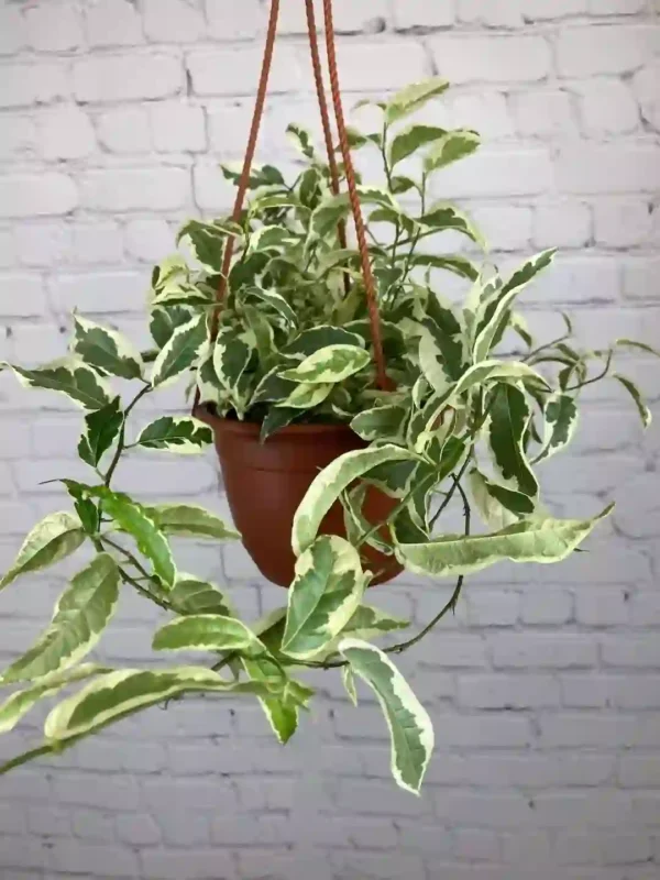 Ficus Radicans Variegata, Ficus Sagittata Variegated