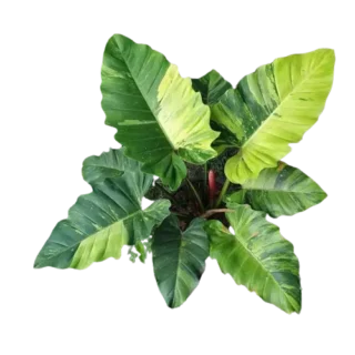 Philodendron Jungle Fever Variegated