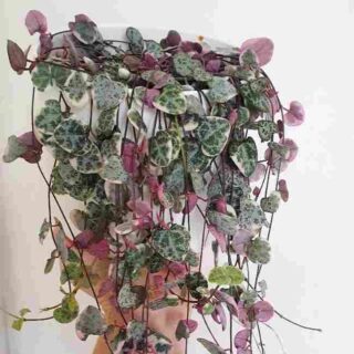 String of Hearts Variegated, Ceropegia woodii Variegata
