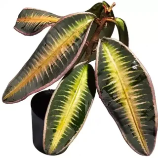 Labisia Ardisia ‘Pink Line’ - Super Rare