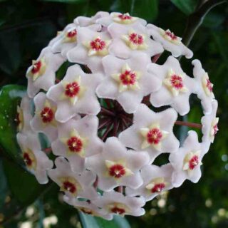 Hoya Australis - White