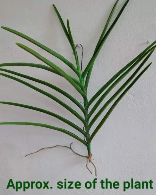 Semi Terete Vanda Matured plant (Udon sunshine) - Image 2