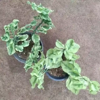 Pedilanthus 2 varieties- Combo