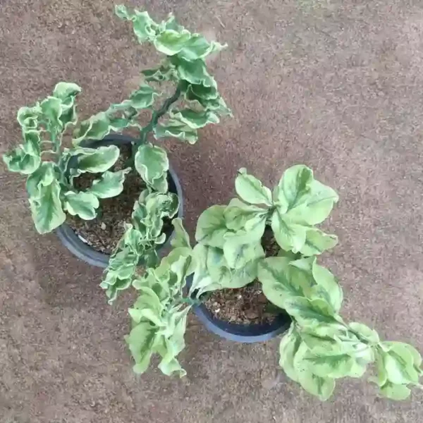 Pedilanthus 2 varieties- Combo