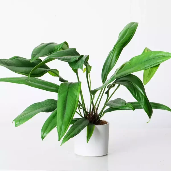Anthurium Bakeri- Rare - Image 2