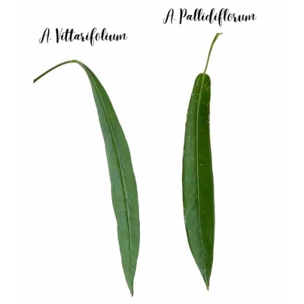 Anthurium Pallidiflorum - Rare - Image 2