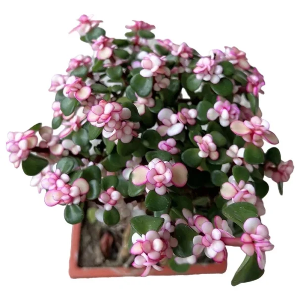 Pink Jade Bonsai - Rare - Image 2
