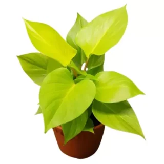 Homalomena Rubescens 'Golden'