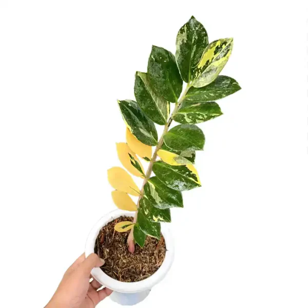 ZZ Plant Yellow Variegated - Rare - Image 2