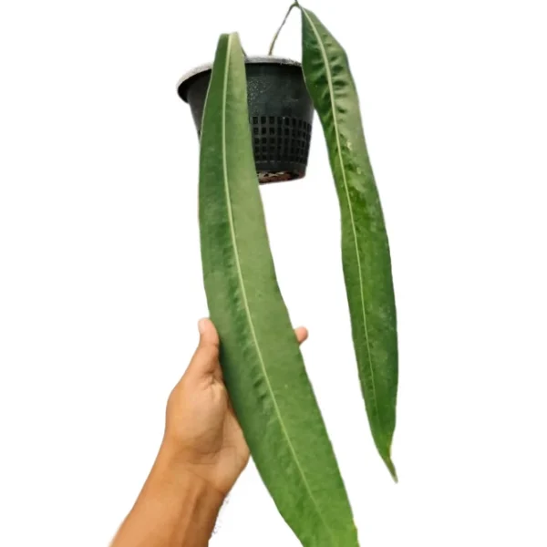 Anthurium Pallidiflorum - Rare - Image 3