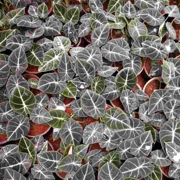 Alocasia Black Velvet - Rare - Image 2