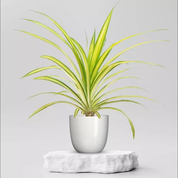 Pandanus Variegated (Golden) - Plant - Image 3