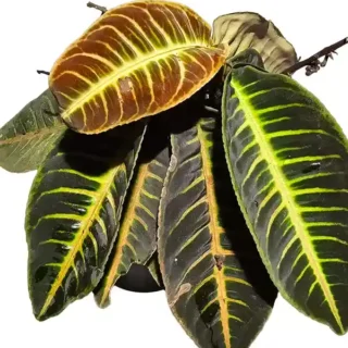 Labisia Sp. Riau 'Fishbone' - Rare