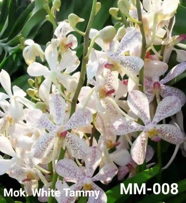 MM-008~Mokara Matured Plant