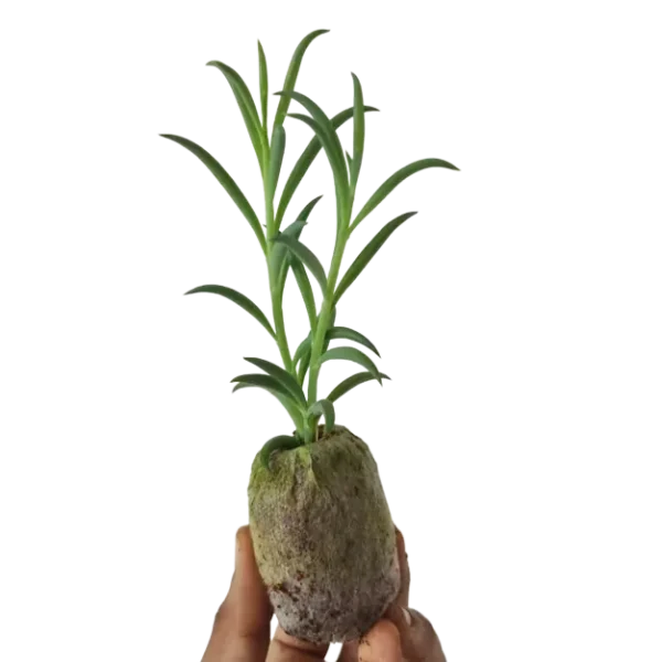 String OF Fish Hooks Plant - Image 2