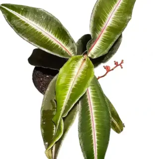 Labisia pumila, Rare primulaceae - Rare