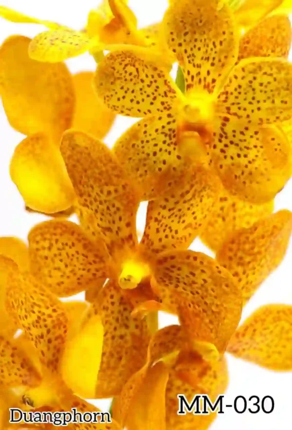 MM-030~Mokara Matured Plant(Duangphorn)