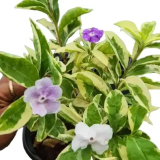 Brunfelsia Latifolia Compacta Variegated | Variegated Yesterday Today and Tomorrow - Rare