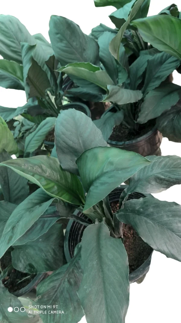 Bongo Bongo Peace Lily | Peace Lily Black - Rare - Image 3