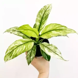 Peacelilly Jessica | SPATHIPHYLLUM SENSATION VARIEGATA