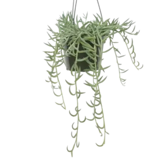 String OF Fish Hooks Plant