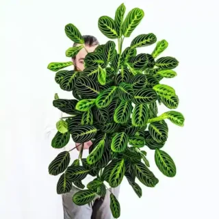 Maranta Lemon Lime - Rare