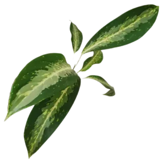 Aglaonema Hybrid (Aglaonema Nitidum commutatum ‘Tricolor’)