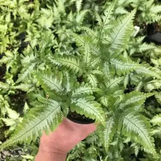 Pteris argyraea – Silver Brake Fern - Super Rare