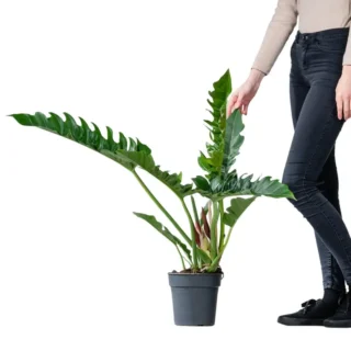 Philodendron Narrow Escape, Jungle Boogie